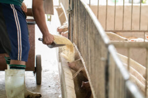Dodatki paszowe w żywieniu świń. Czym zastąpić zakazane antybiotykowe stymulatory wzrostu?