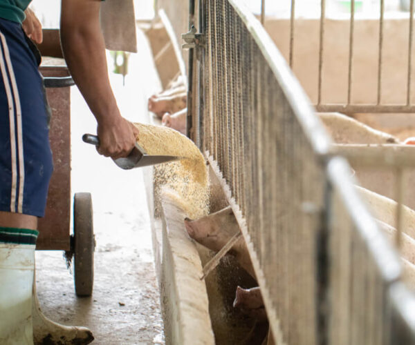 Dodatki paszowe w żywieniu świń. Czym zastąpić zakazane antybiotykowe stymulatory wzrostu?