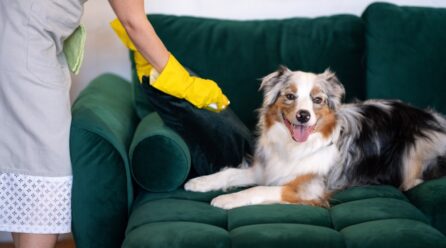 Sposób na czystą kanapę