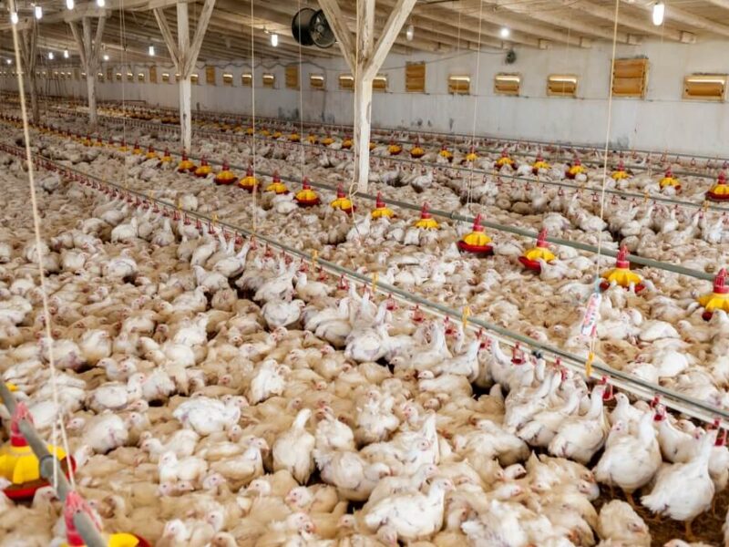 Jak zachować higienę w wylęgarni jaj?